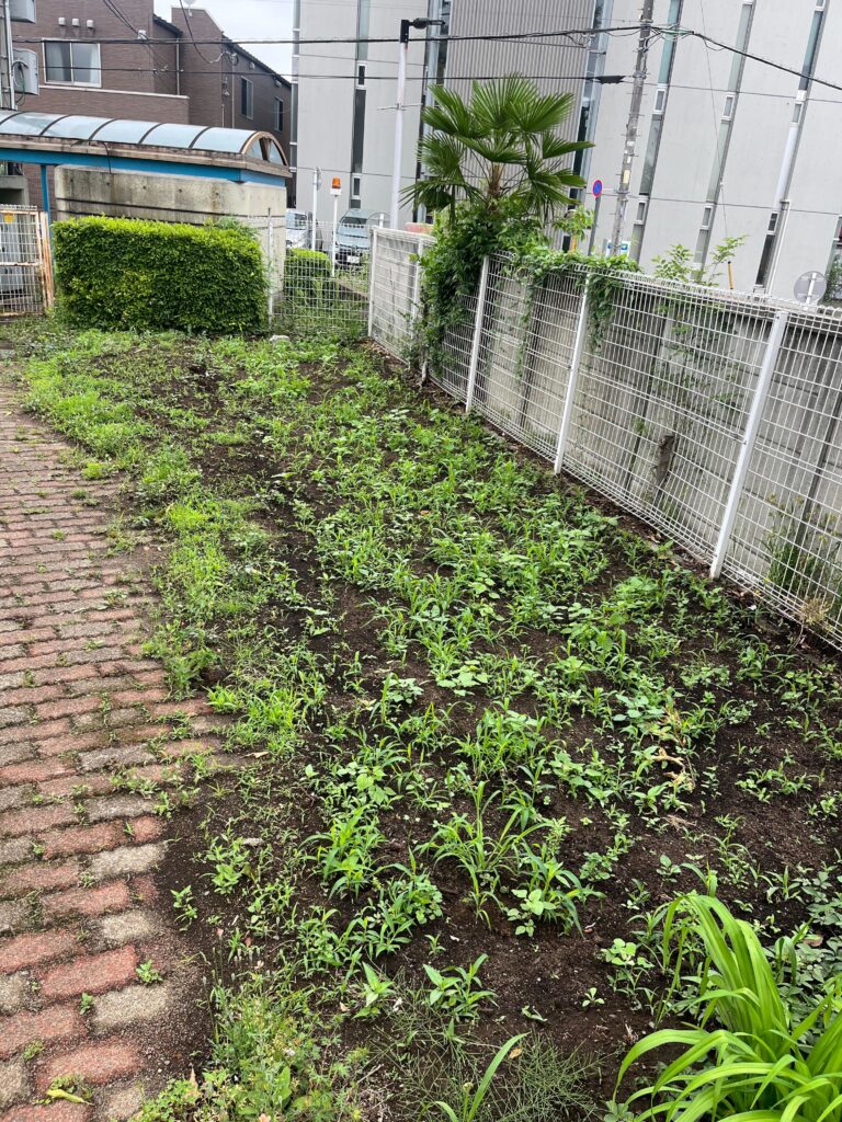 畑のスタート　2025.5.19