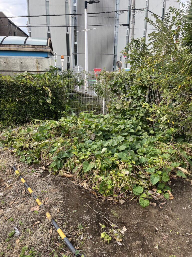 畑のたより　2025.11.18