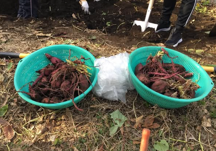 インスタ　2025.12.17（畑の芋掘り）