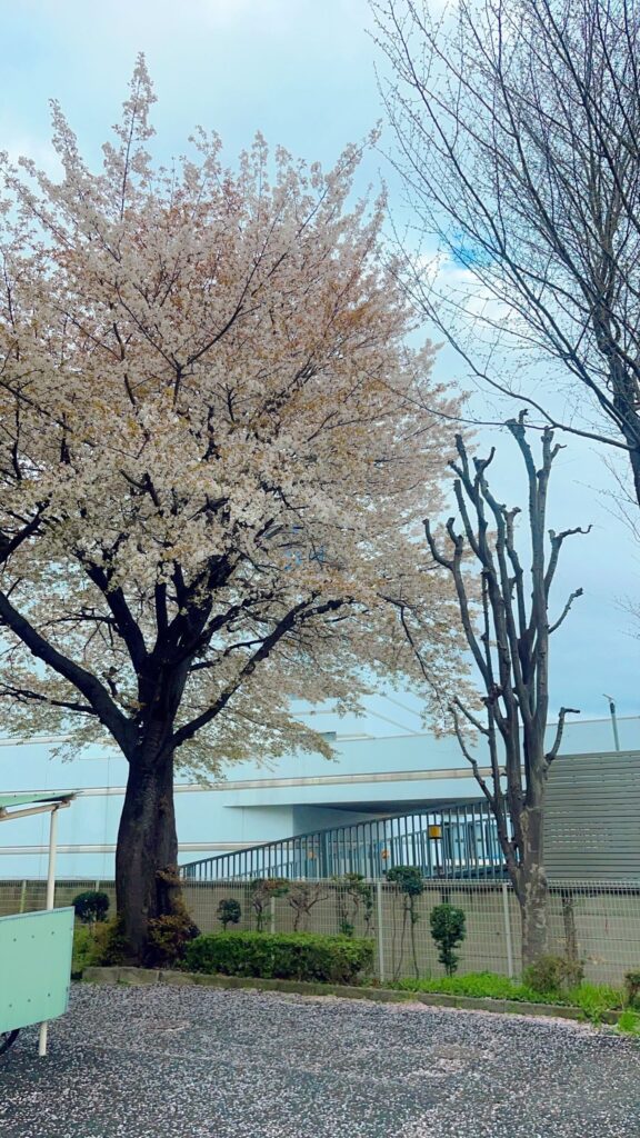 ホームページ開設2年目