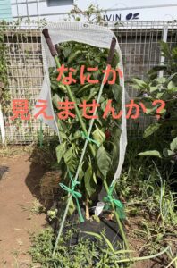 畑のたより　2026.8.5