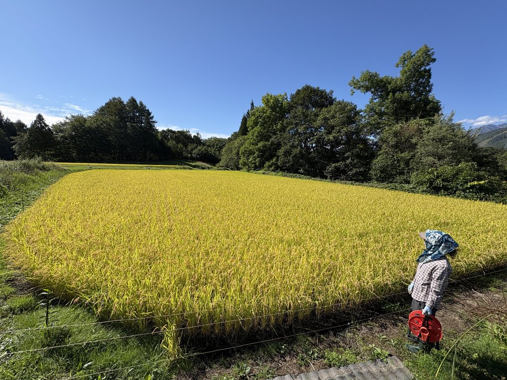 稲刈りやりました🌾